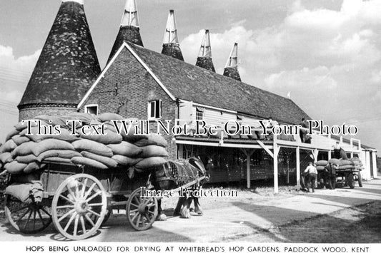 KE 4543 - Hops Being Dried At Whitbreads, Paddock Wood, Kent