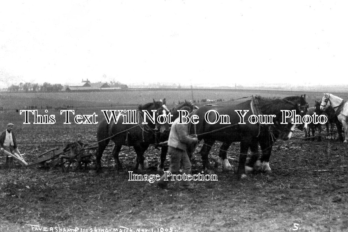 KE 4813 - Faversham Ploughing March, Farming, Kent c1905