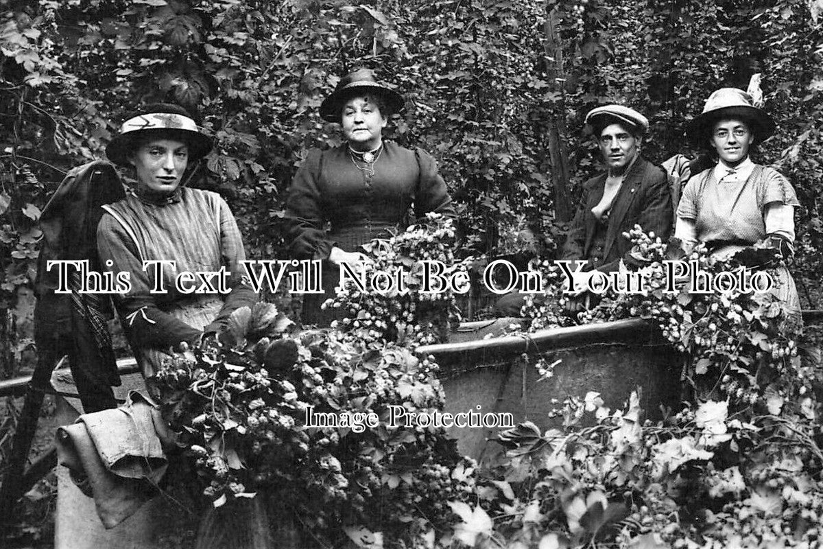 KE 5364 - Paddock Wood Hop Picking, Kent