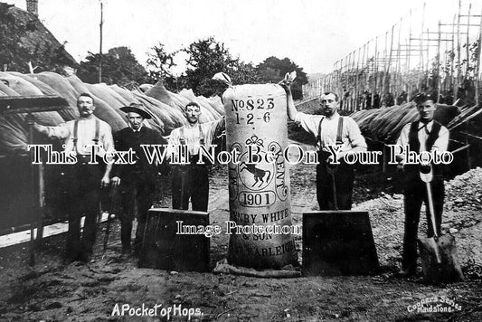KE 5962 - A Pocket Of Hops, Rolvenden, Kent