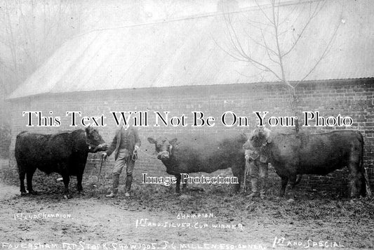 KE 6054 - Faversham Fat Stock Show, Kent 1905