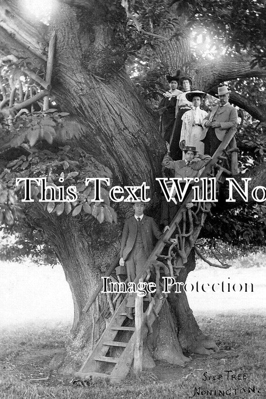 KE 6110 - Step Tree, Nonington, Kent c1905