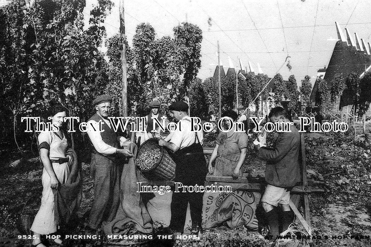 KE 855 - Measuring The Hops, Whitbreads Hop Farm, Kent – JB Archive