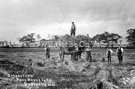 LA 1075 - Harvesting, Moss House Farm, Boothstown, Lancashire c1908