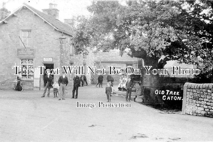 LA 211 - Old Tree, Caton, Near Lancaster, Lancashire