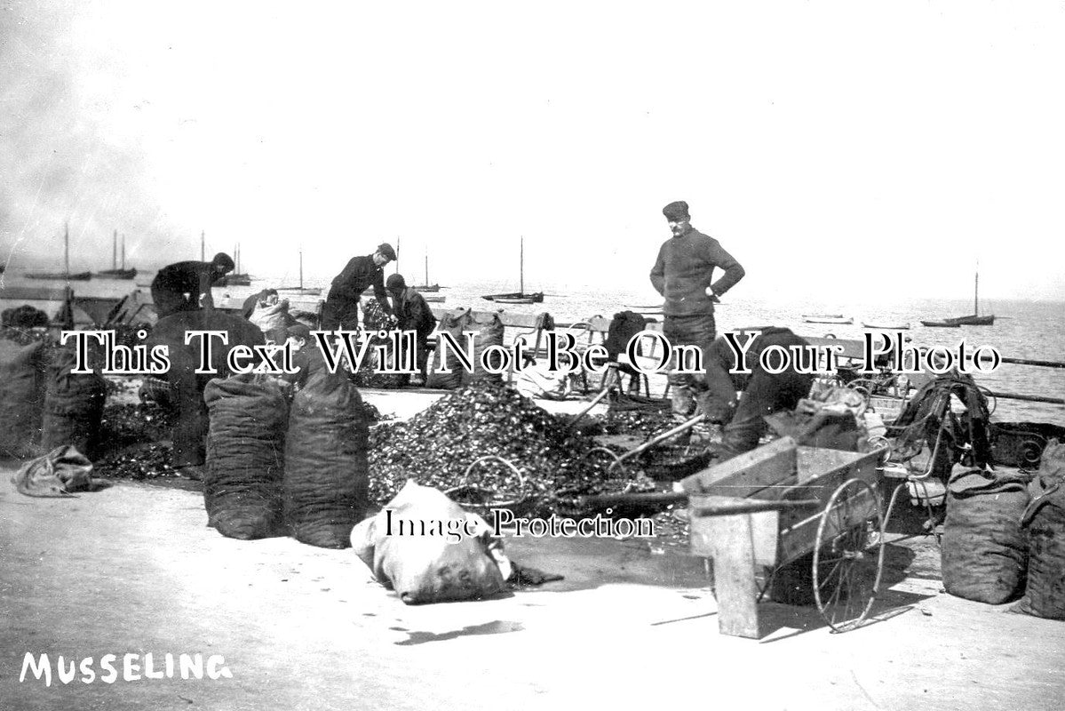 LA 2429 - Musseling, Morecambe, Lancashire c1906