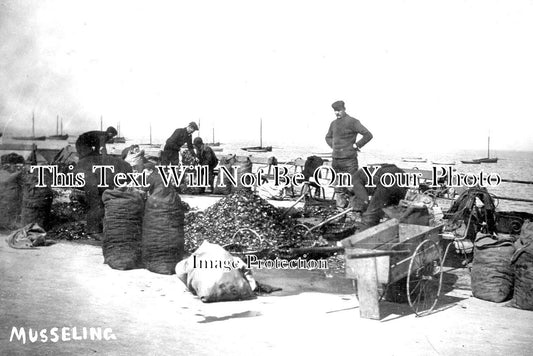 LA 2429 - Musseling, Morecambe, Lancashire c1906