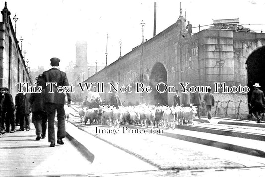 LA 2995 - Sheep On The Floating Bridge, Liverpool, Lancashire c1905