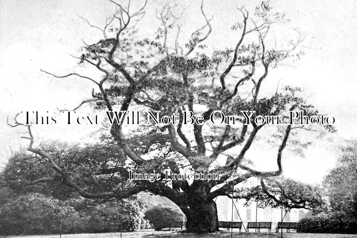 LA 4193 - Old Tree, Calderstone Park, Liverpool, Lancashire c1909