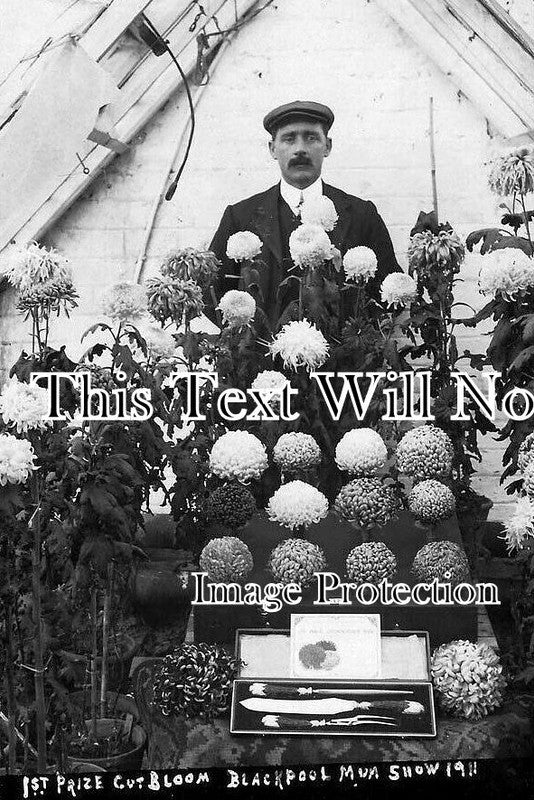 LA 4371 - 1st Prize Cut Bloom, Blackpool Flower Show, Lancashire 1911