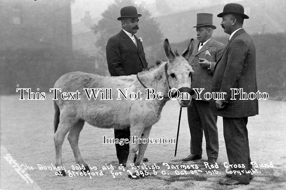 LA 569 - Donkey Sold In Aid Of Red Cross Fund, Stretford, Manchester, Lancashire 1915