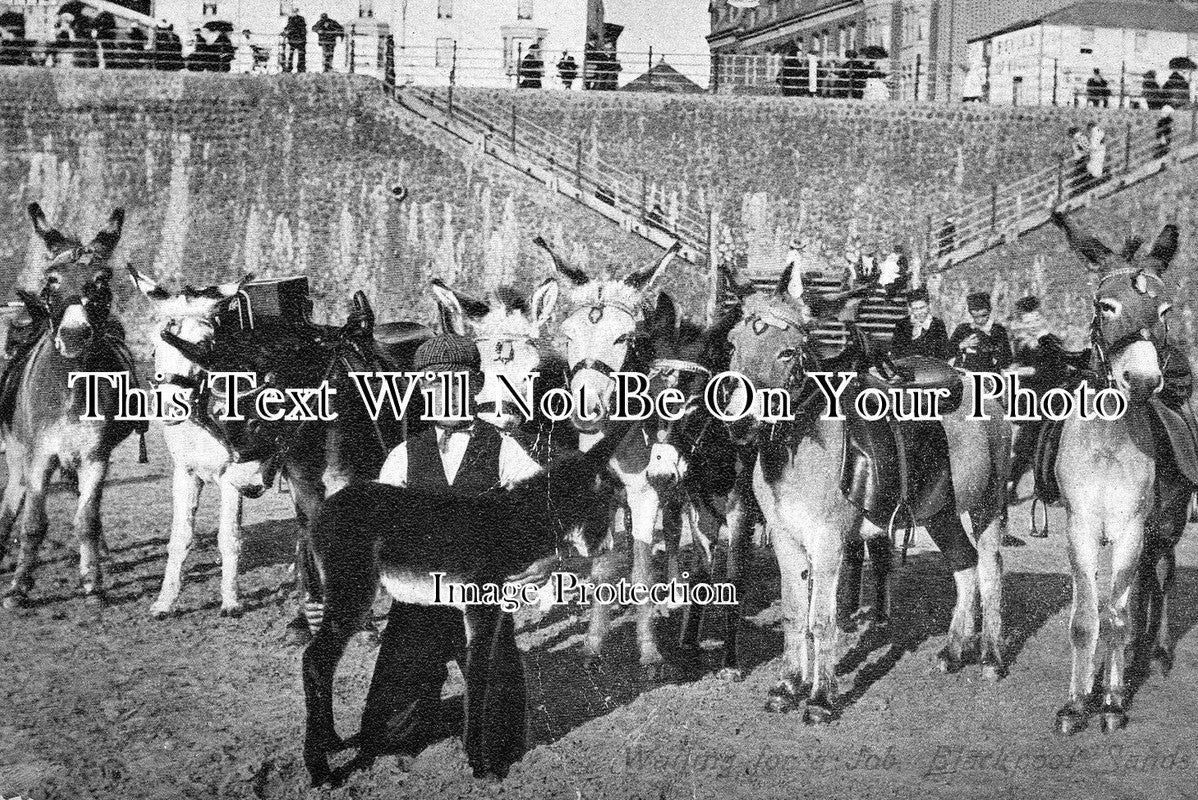 LA 70 - Donkeys Waiting For A Job, Blackpool, Lancashire c1906