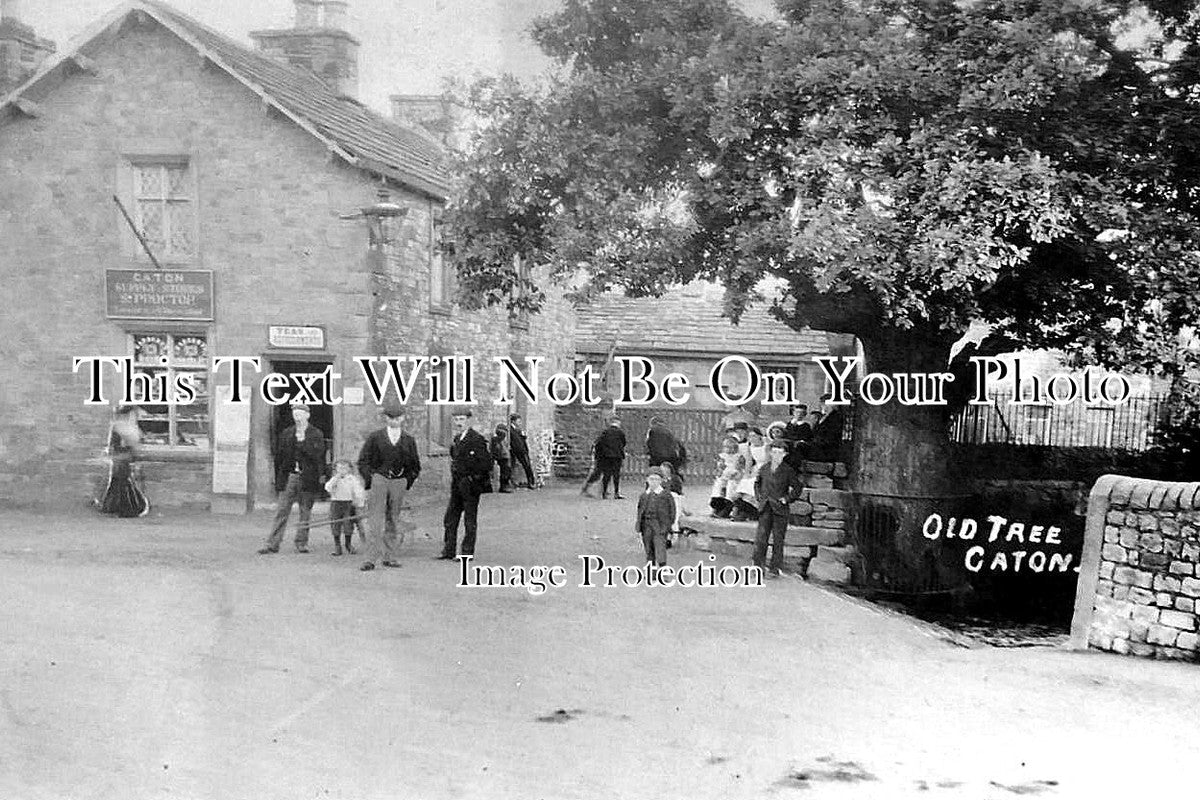 LA 7289 - Old Tree, Caton, Lancashire