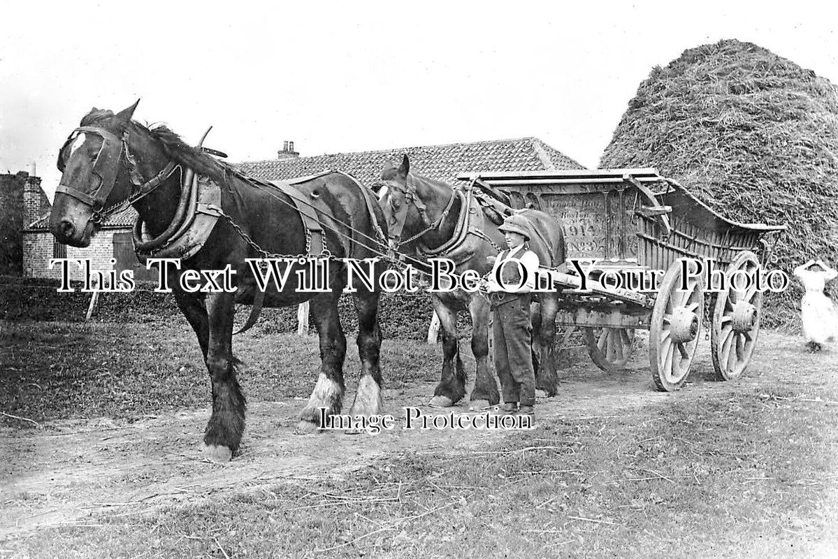 LI 3250 - Frank Saul Shire Horses, Wrangle Hall, Boston, Lincolnshire