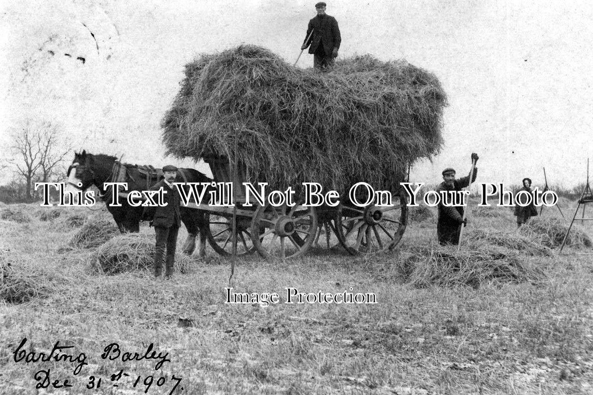 LI 613 - Carting Barley, Dec 31st 1907, Gunby, Lincolnshire