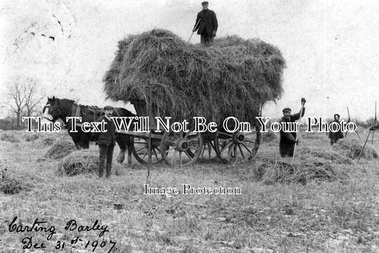 LI 613 - Carting Barley, Dec 31st 1907, Gunby, Lincolnshire