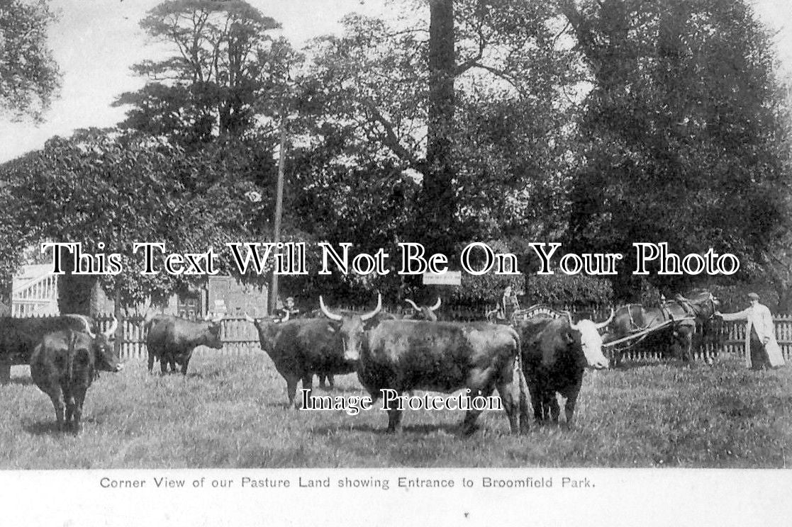 LO 491 - Cattle Near Broomfield Park, Palmers Green, Southgate, London