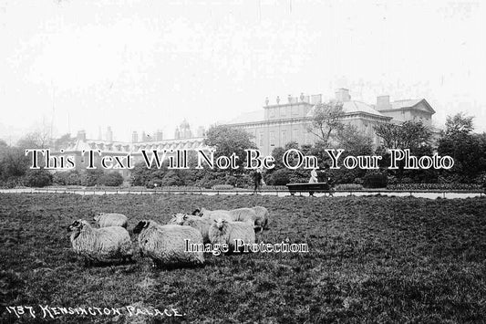 LO 766 - Sheep Grazing At Kensington Palace, London c1920