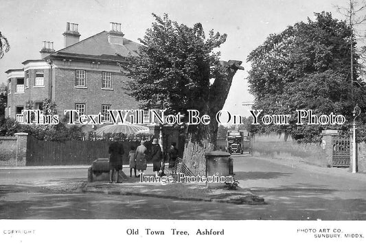 MI 2256 - Old Town Tree, Ashford, Hounslow, Middlesex