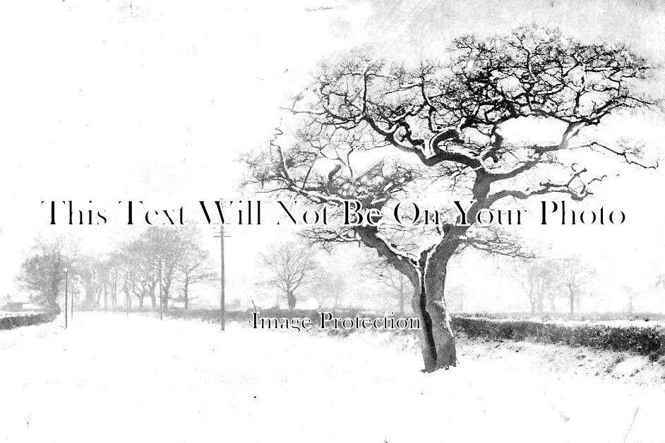 NF 1698 - Old Oak, Wymondham, Norfolk