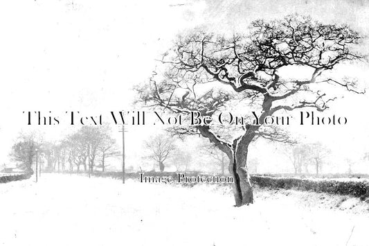 NF 1698 - Old Oak, Wymondham, Norfolk