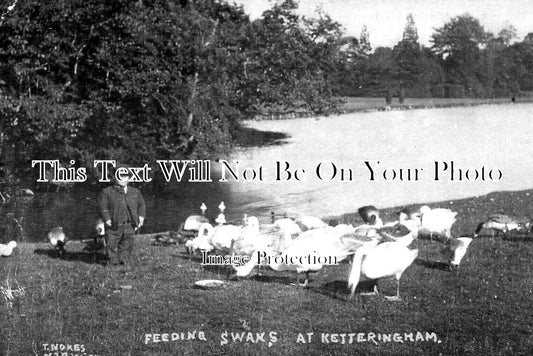 NF 2963 - Feeding Swans At Ketteringham, Norfolk c1907