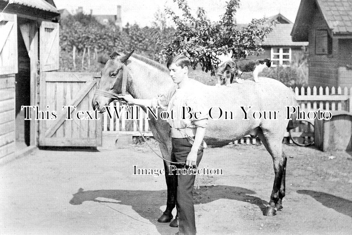 NF 3227 - Holt Farm Stables, Norfolk c1920