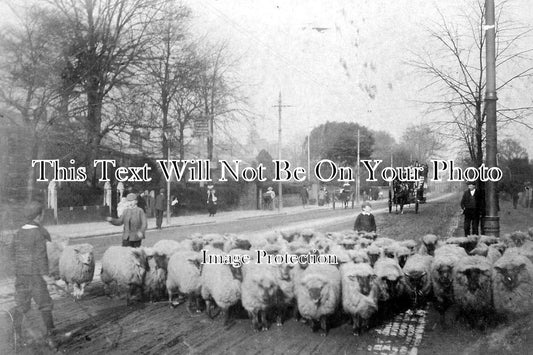 NF 392 - Newmarket Road, Norwich, Norfolk c1906