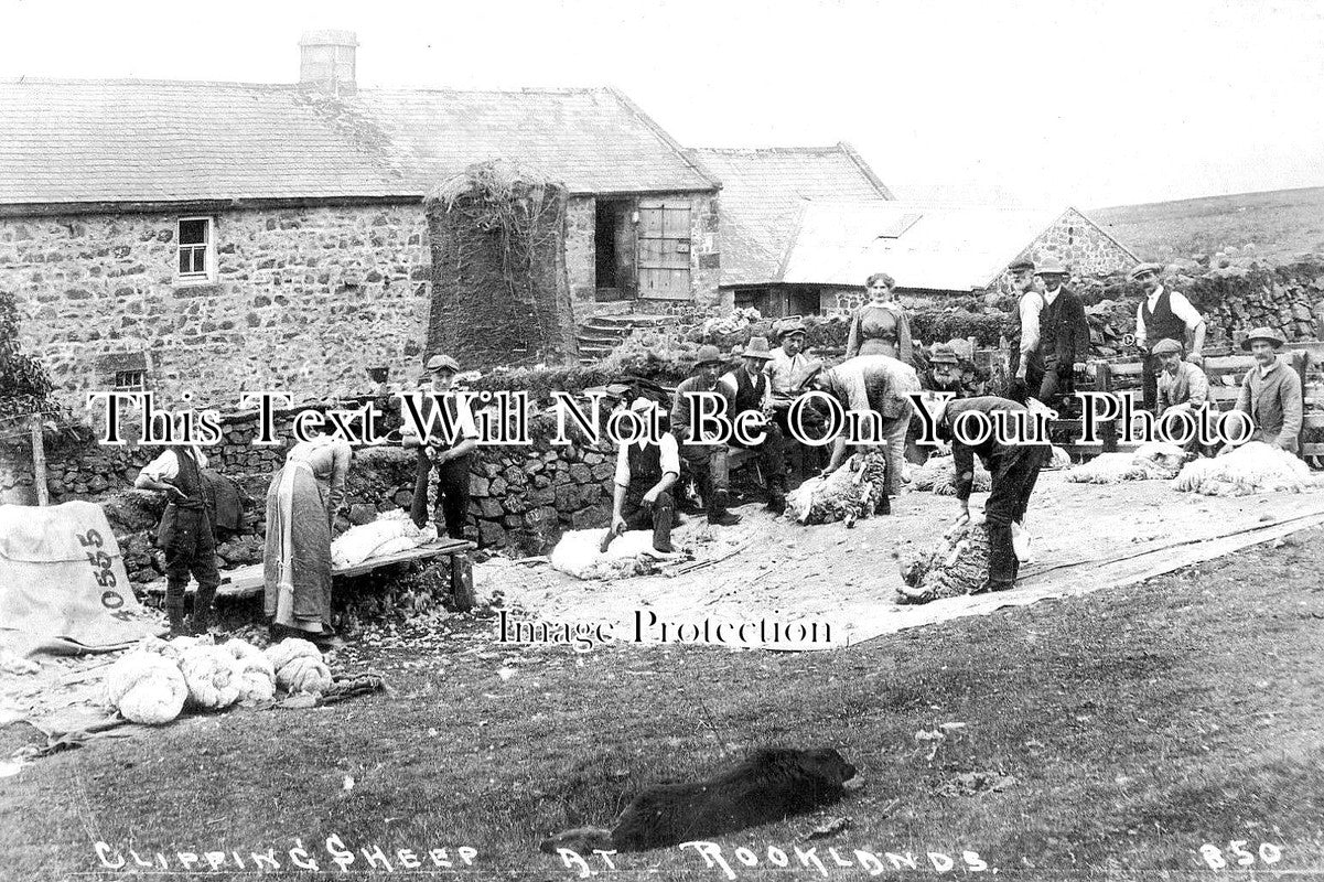 NO 1022 - Sheep Shearing, Rookland, Harbottle, Northumberland c1915
