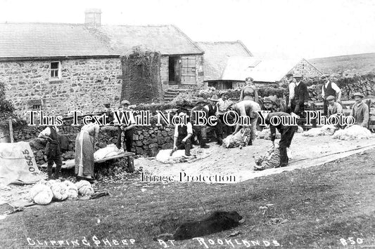 NO 1022 - Sheep Shearing, Rookland, Harbottle, Northumberland c1915