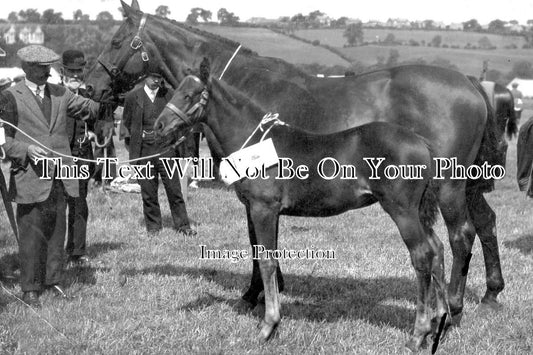 NO 1176 - Hexham Horse Fair, Hexham Show, Northumberland c1914