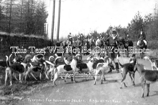 NO 1859 - Tynedale Fox Hounds At Belsay, Northumberland c1909