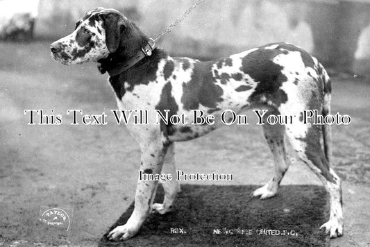 NO 697 - Newcastle United Mascot Rex The Great Dane, Northumberland 1907-8
