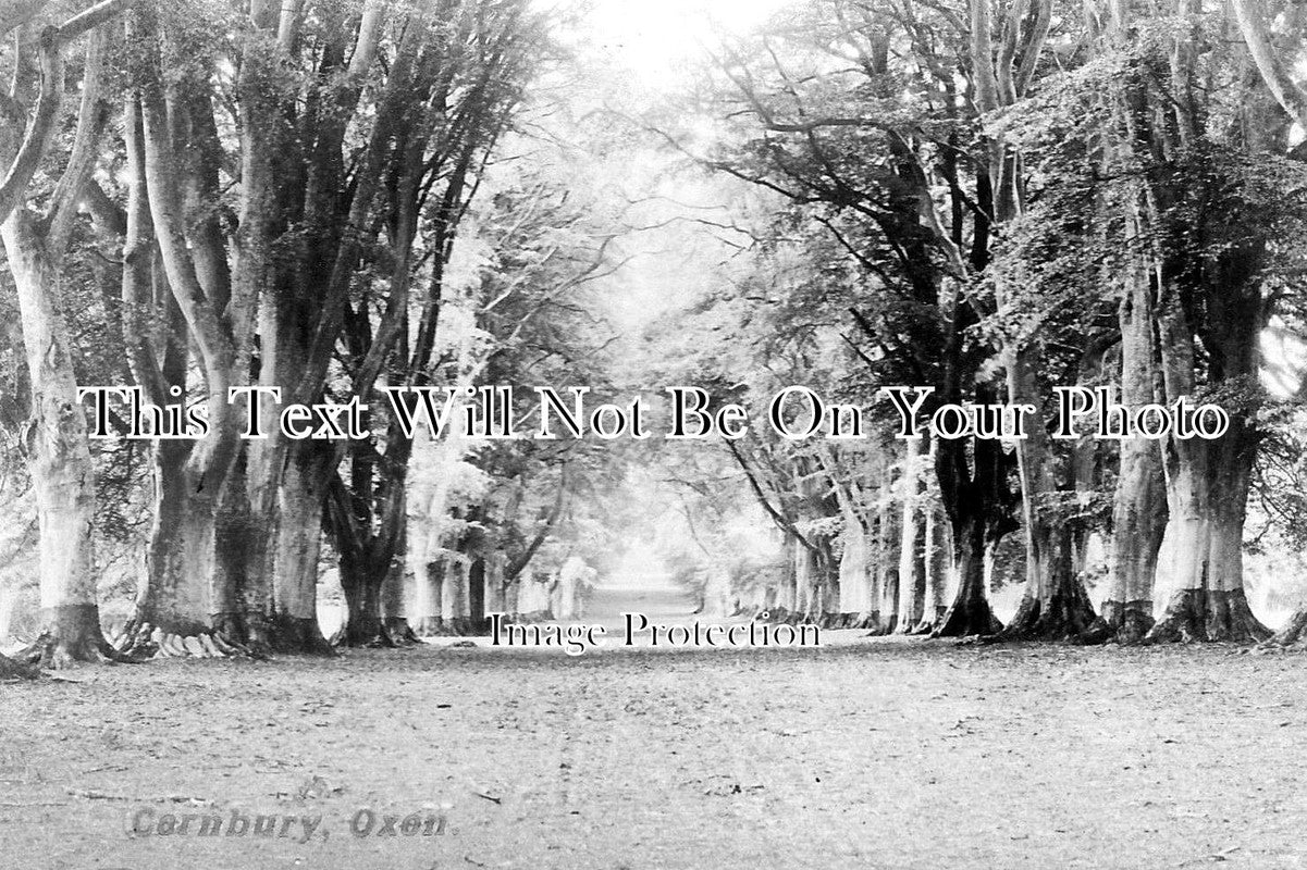 OX 241 - Avenue Of Trees, Cornbury Park, Charlbury, Oxfordshire