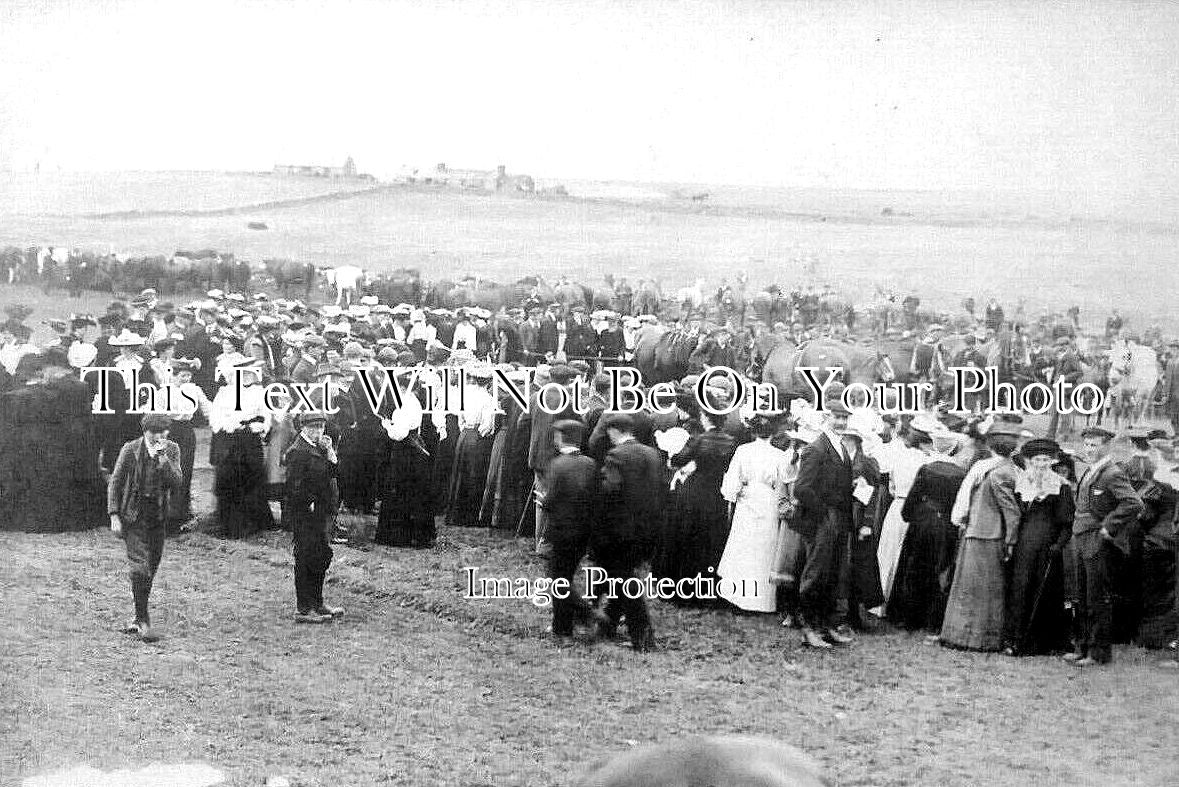 SC 1902 - Cattle Show, Orkney, Scotland c1905