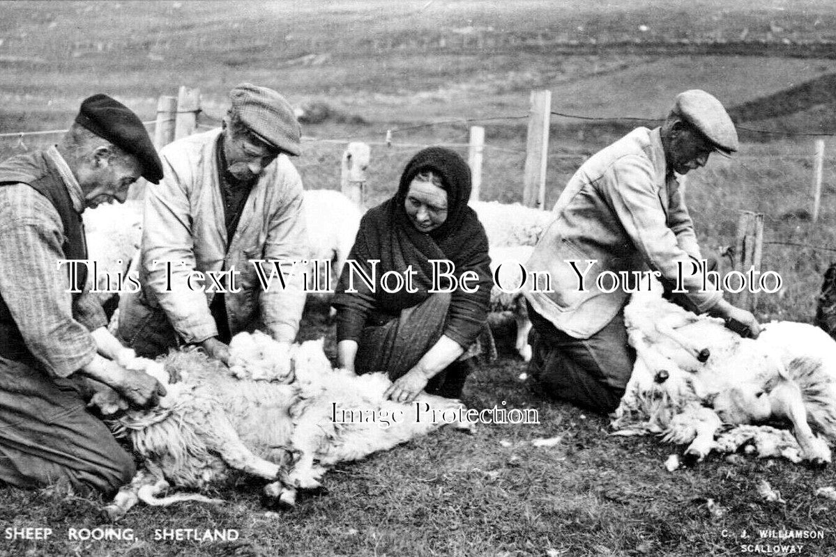 SC 2031 - Sheep Rooing, Shearing, Shetland, Scotland