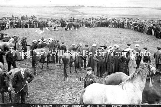 SC 2525 - Cattle Show, Dounby, Orkney, Scotland 1912