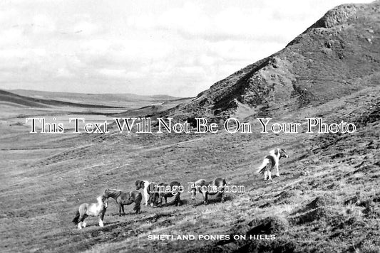 SC 2894 - Shetland Ponies, Scotland