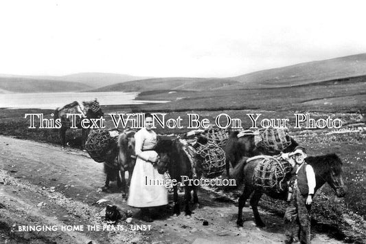 SC 3198 - Bringing Home The Peats, Unst, Shetland, Scotland
