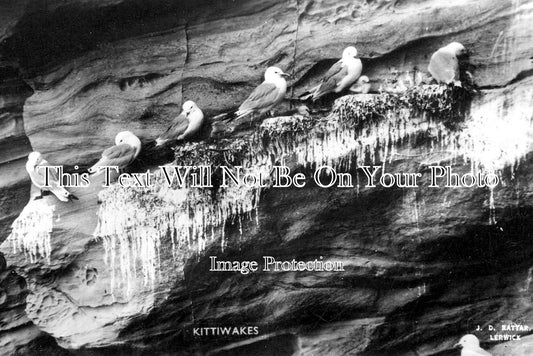 SC 3243 - Kittiwakes, Shetland, Scotland