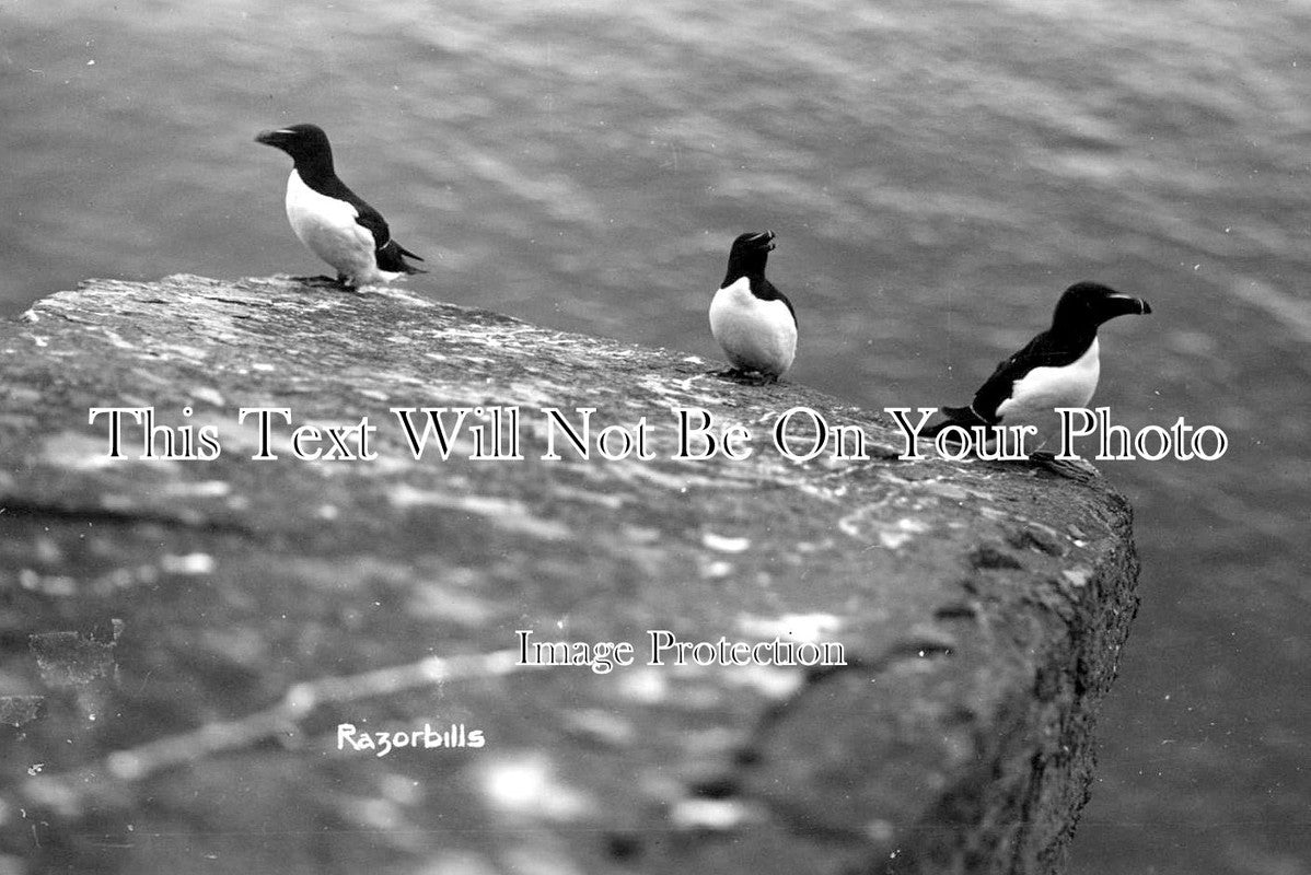 SC 3248 - Razorbills, Shetland, Scotland