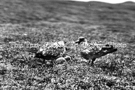 SC 3378 - Great Skua & Chick, Shetland, Scotland