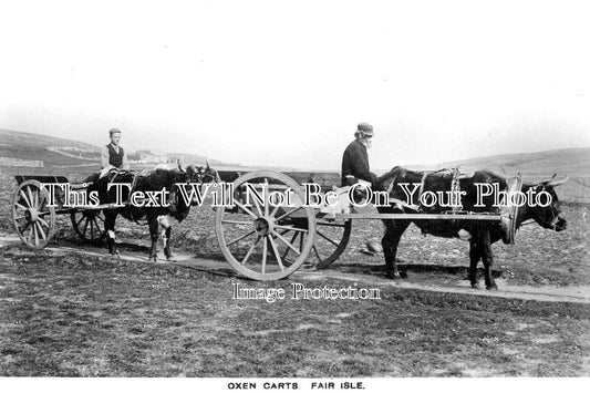 SC 369 - Oxen Carts, Fair Isle, Shetland, Scotland