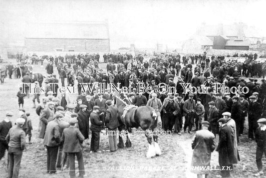 SC 702 - Stallion Parade At Kirkwall, Orkney, Scotland c1910