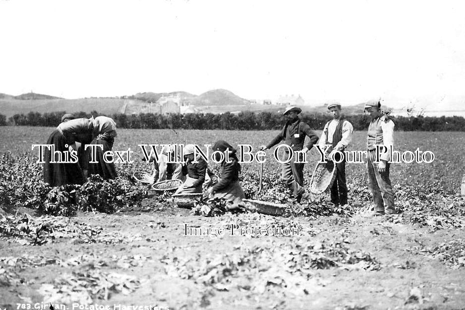 SC 832 - Potato Harvesting, Girvan, Ayrshire, Scotland c1903