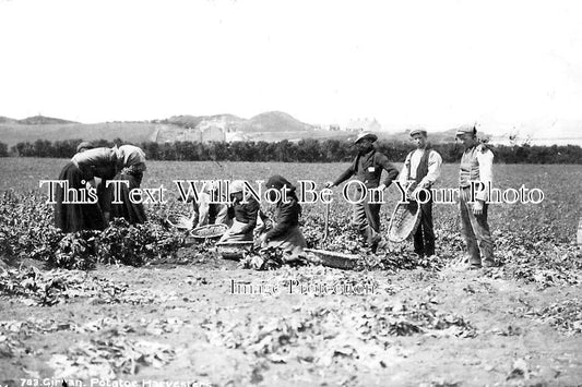 SC 832 - Potato Harvesting, Girvan, Ayrshire, Scotland c1903