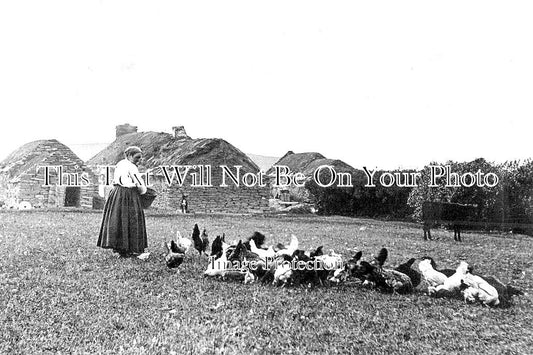 SC 916 - Chickens At Kirkwall, Orkney Islands, Scotland