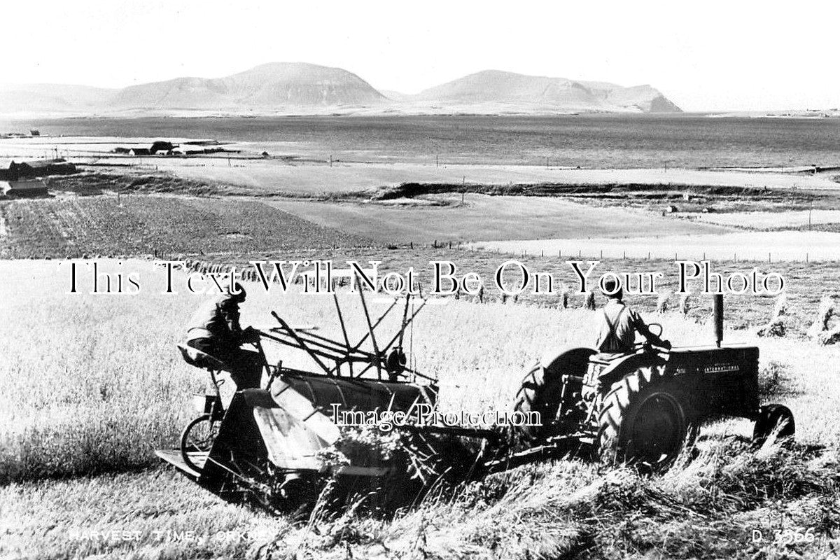 SC 952 - Harvest Time, Orkney Islands, Scotland