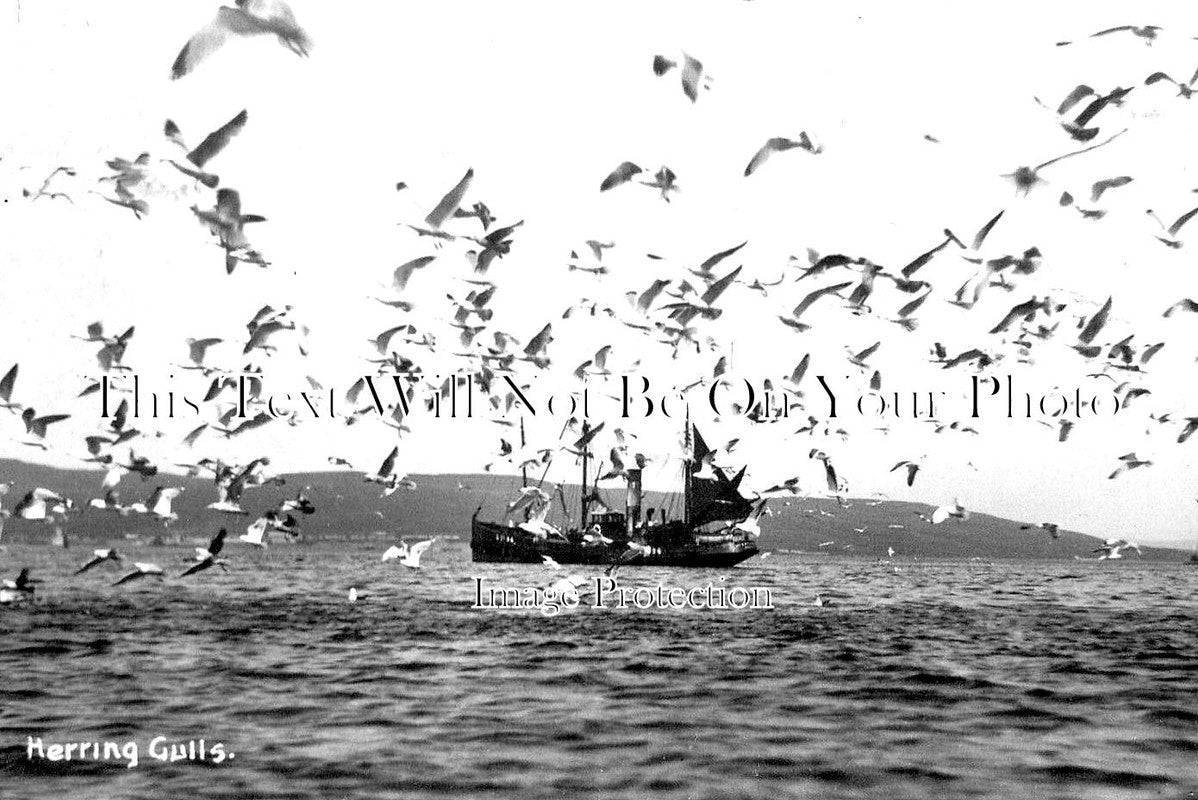 SC 969 - Herring Gulls, Shetland, Scotland
