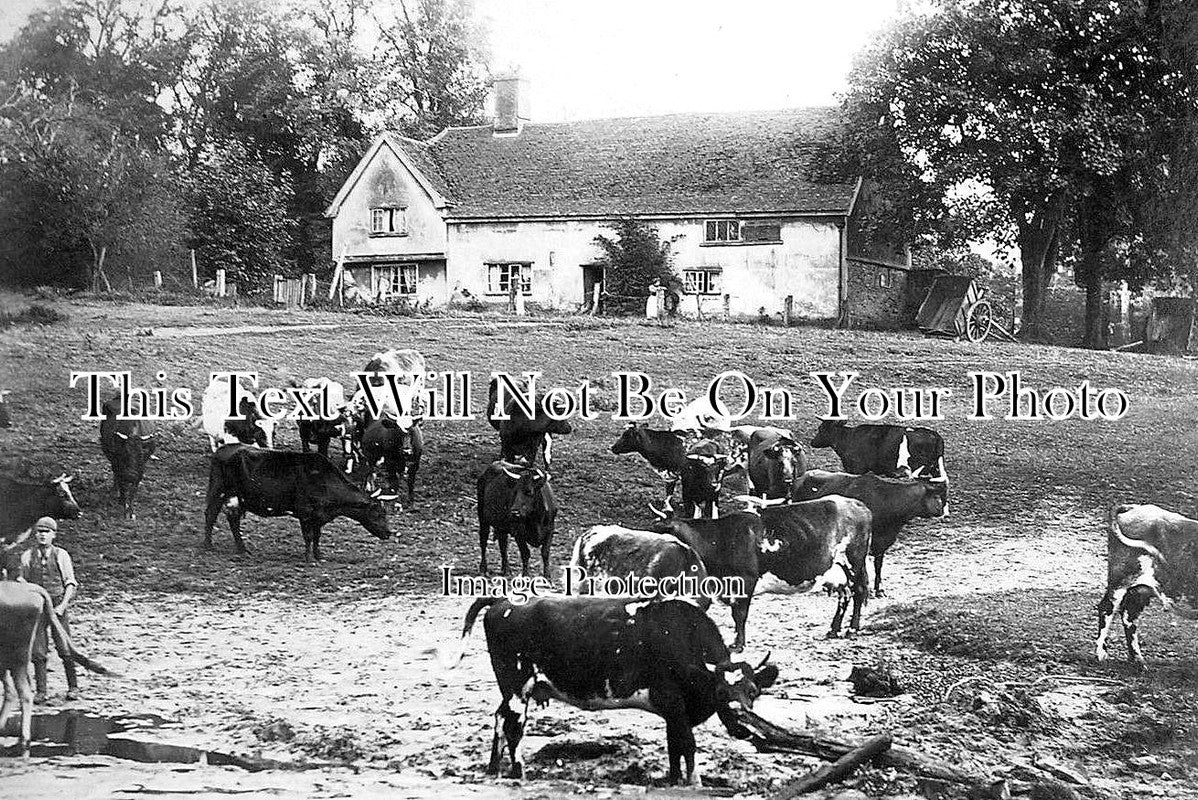 SF 1369 - Cattle At Alnesbourne Priory Farm, Ipswich, Suffolk c1910